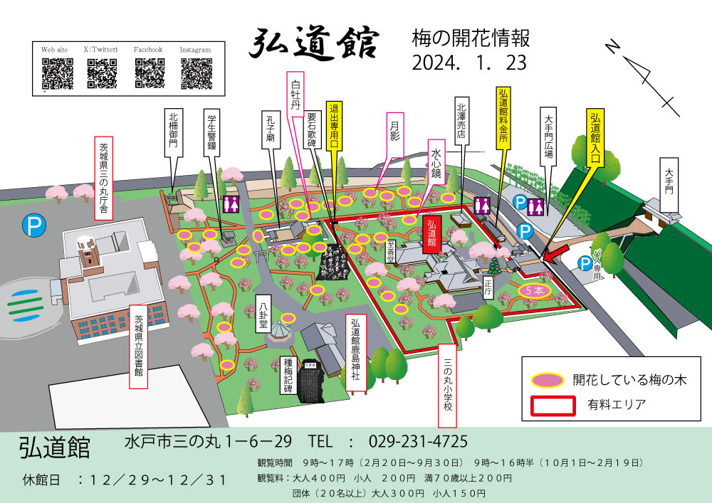 梅の開花情報